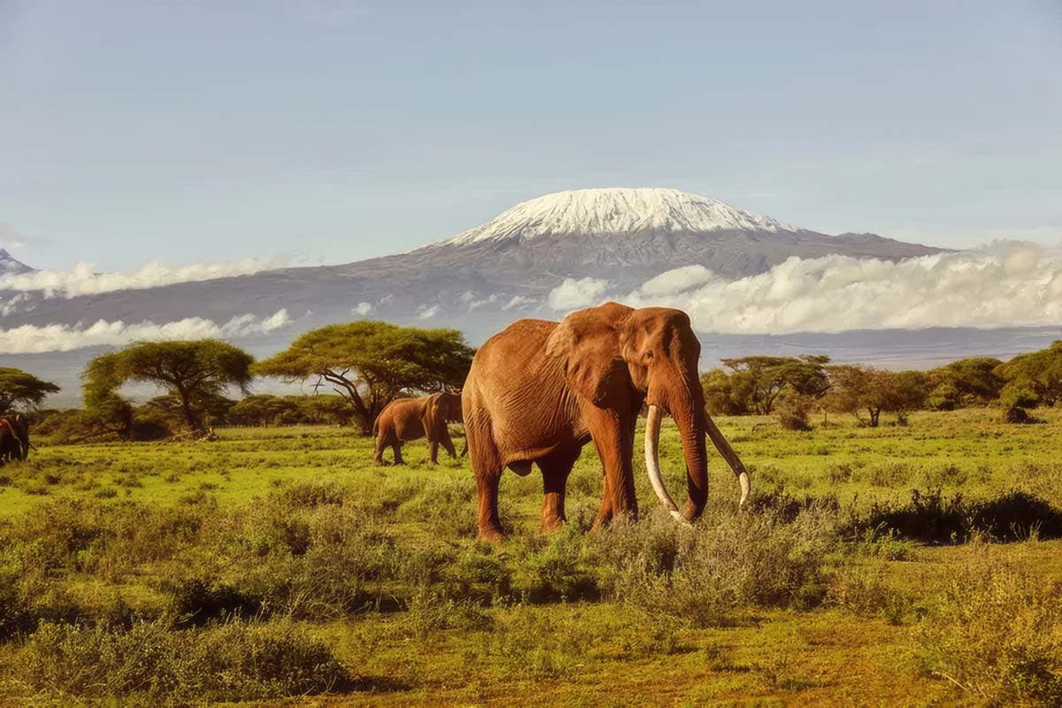 Amboseli From Nairobi in 2026: Drive Times, Routes & Costs