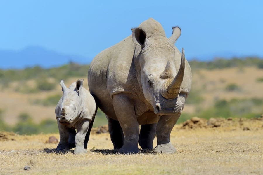 Ol Pejeta Day Trip From Nairobi: 2026 KES Budget