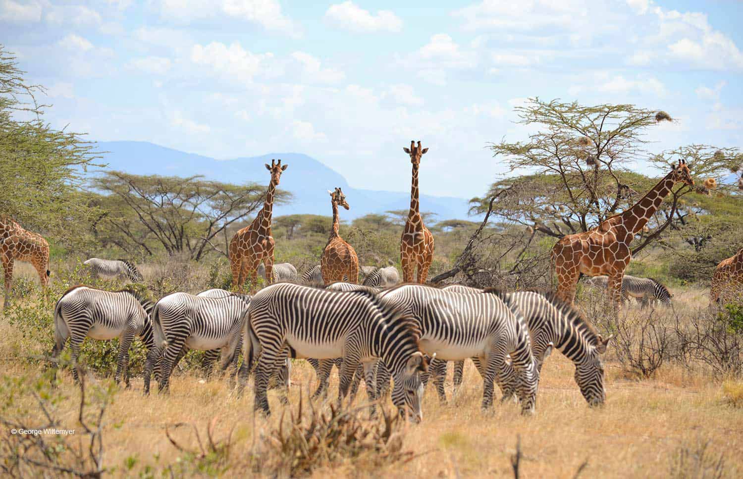 Samburu Park Fees 2026: Resident Rates in KES