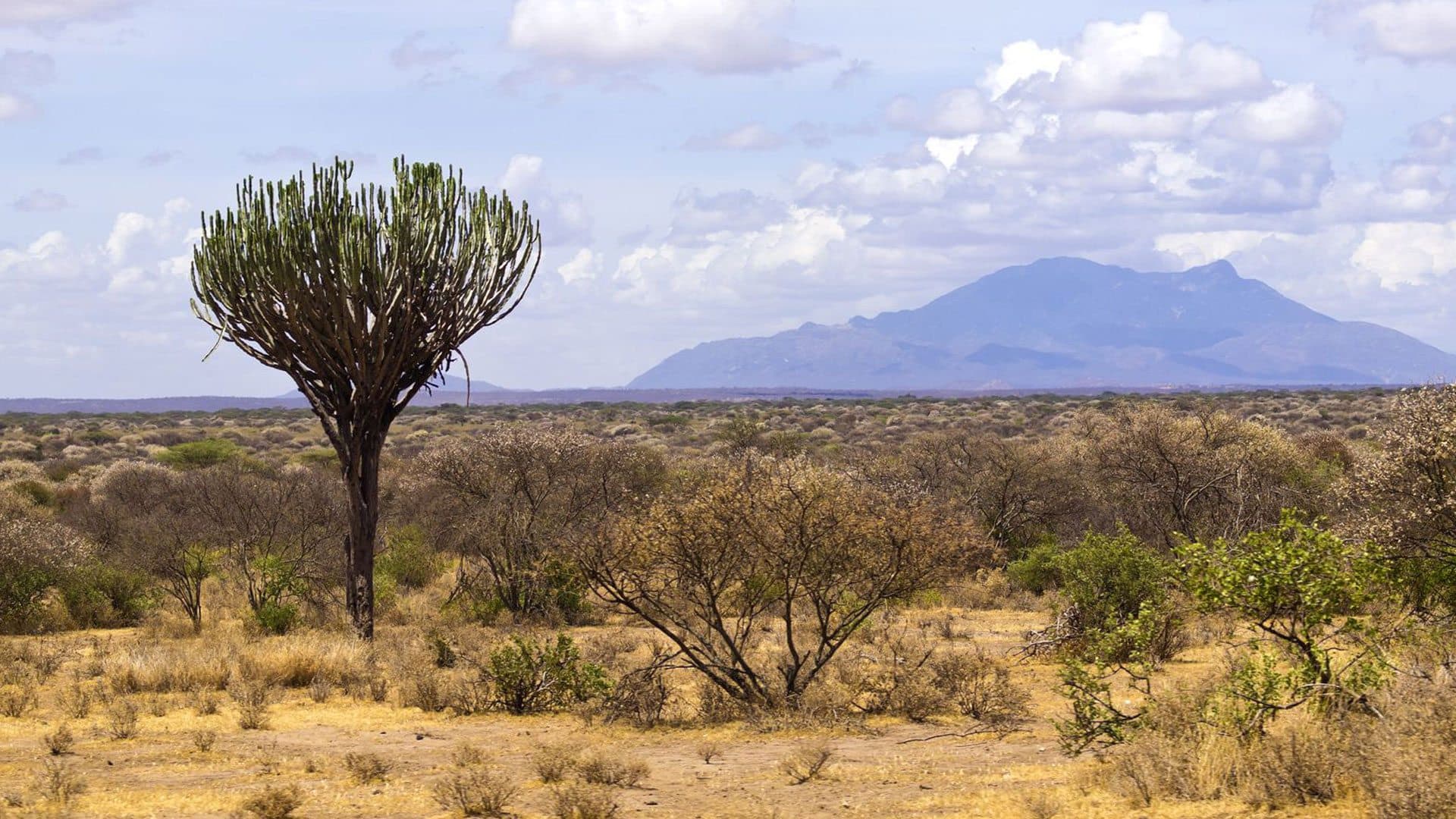 How Far Is Meru National Park From Nairobi in 2026?