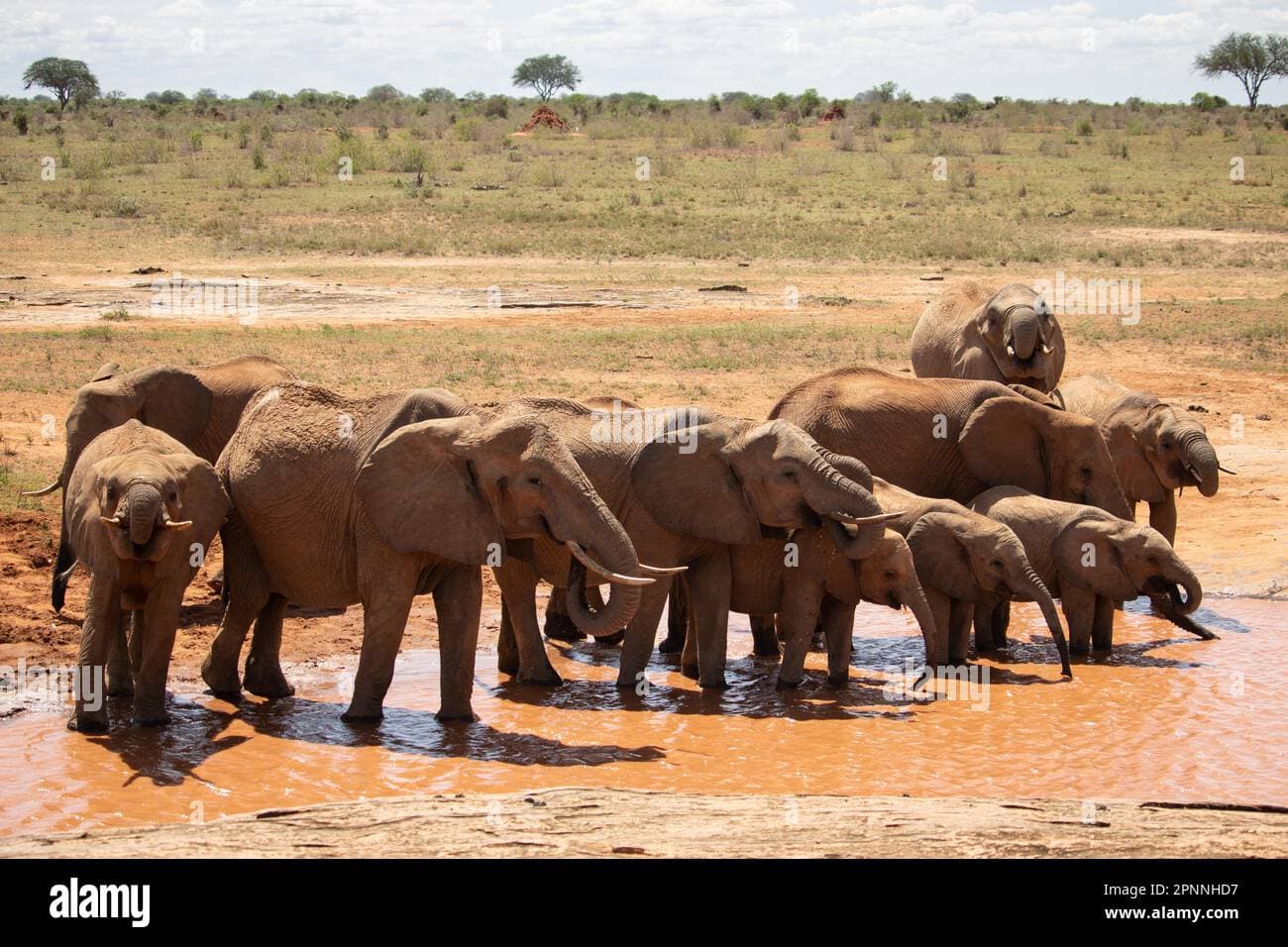 4-Day Tsavo Red Elephant Safari