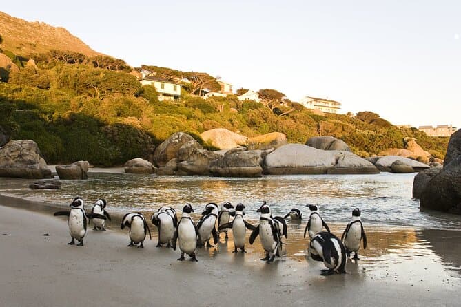 5-Day Cape Town Signature Escape