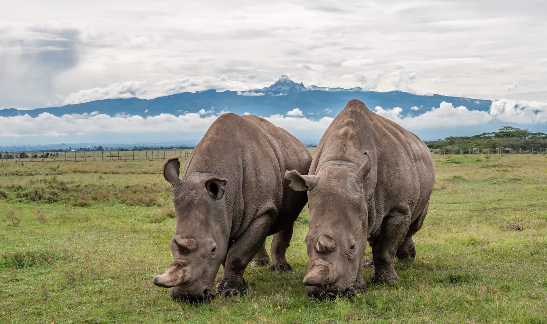3-Day Ol Pejeta Conservation Safari