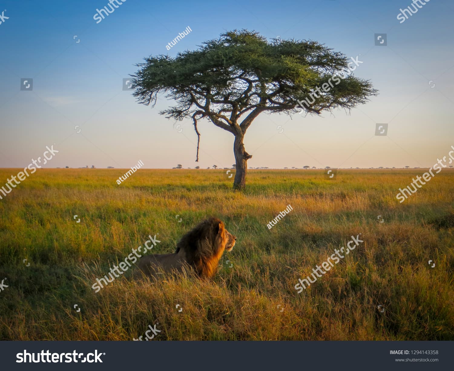 7-Day Serengeti Signature Safari