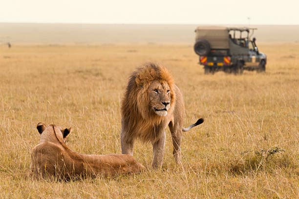 3-Day Masai Mara First Safari